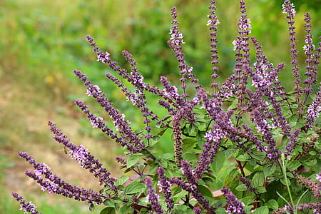 purple petaled flowers thumbnail