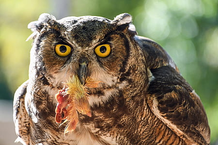 brown and black owl thumbnail