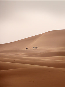 three person riding on camel beside man walking on sand thumbnail