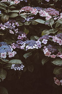 pink petaled flowers thumbnail