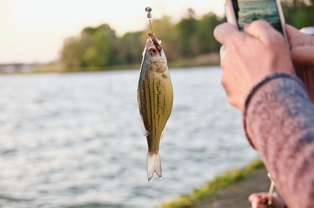 yellow bass fish on fishing hook thumbnail