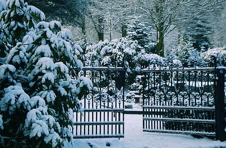 snow covered trees near opened gate thumbnail
