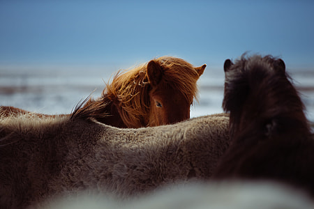 selective focus photo of brown horse thumbnail