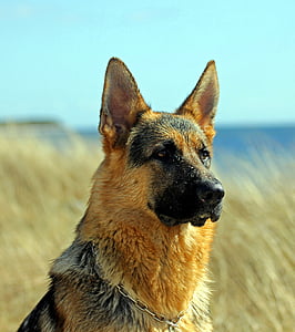 shallow focus photography of German shepherd thumbnail