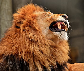 selective focus photography of lion thumbnail