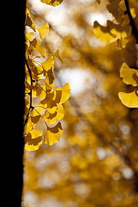 close-up photography of yellow orchid thumbnail
