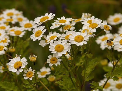 selective focus photography of white daisy flowers thumbnail