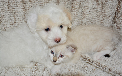 white Havanese puppy and white kitten lying on beige mat thumbnail