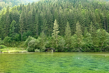 green trees thumbnail