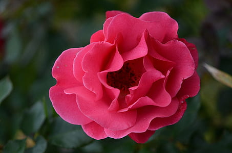 pink petaled flower thumbnail
