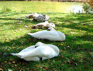 Sleeping Swans, Young Signets thumbnail