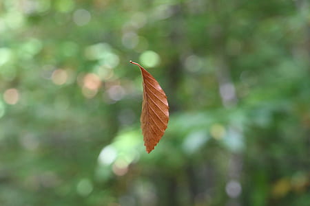 brown leaf thumbnail