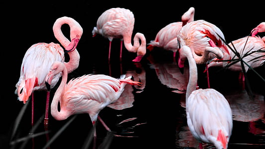 flock of flamingo on body of water thumbnail