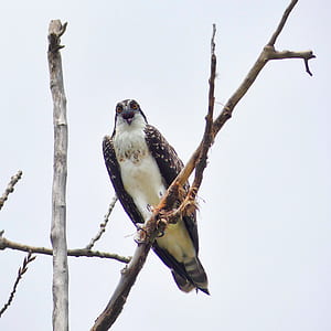 white falcon perching on trree thumbnail