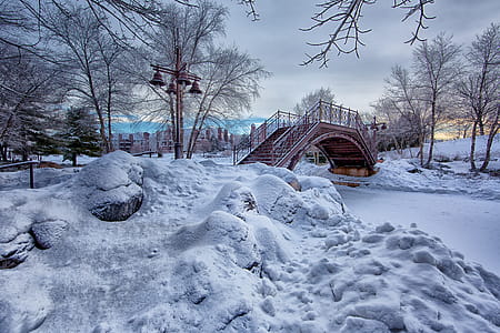 cold, snow, wood, landscape thumbnail