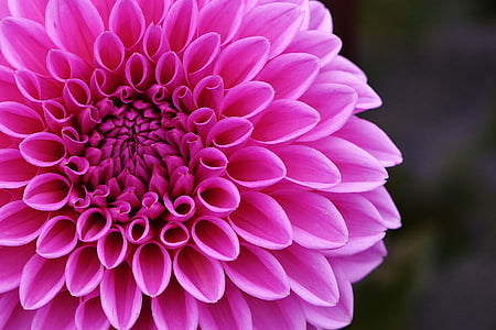 macro photography of pink dahlia in bloom thumbnail
