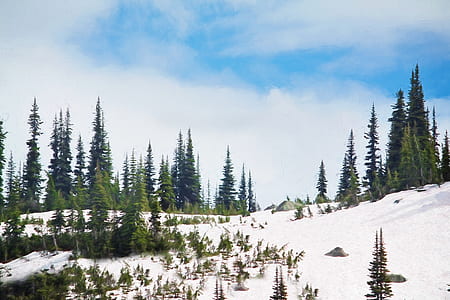 photography or green pine trees under blue sky thumbnail