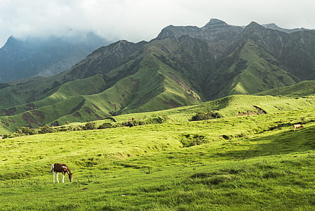 brown and white horse on grass field thumbnail