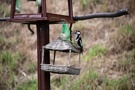 Great Spotted Woodpecker, Bird thumbnail