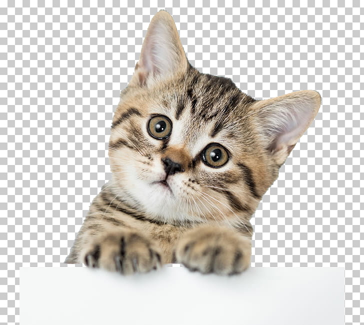 Bengal Cat British Shorthair Ragdoll Turkish Angora Kitten Cat