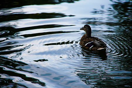 duck swimming in body of water thumbnail
