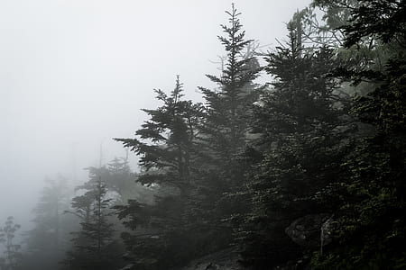 green pine tree surrounded by fogs under gray sky during daytime thumbnail