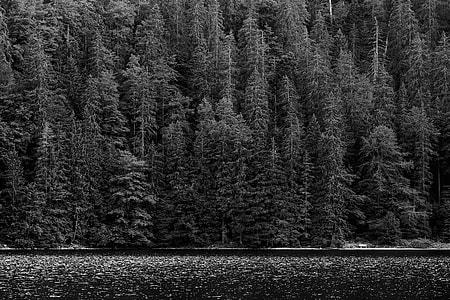 photo of green leafed trees near body of water thumbnail