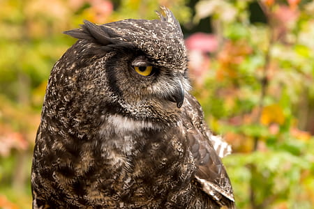 shallow focus of owl thumbnail