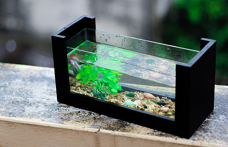 rectangular clear glass fish tank thumbnail