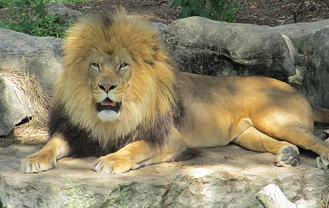 lion lying on gray rock thumbnail