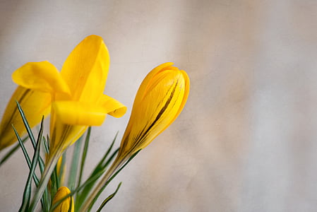 close-up photography of yellow flower bud thumbnail