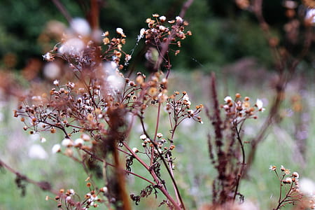 nature, flowers, petals, plant thumbnail