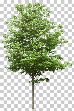 A & A Scientific Resources Sdn Bhd, Trees, green leafed tree PNG clipart
