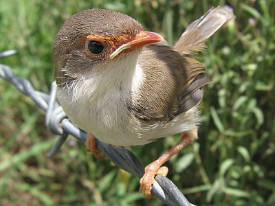 Young Superb fairywren - Malurus cyaneus thumbnail
