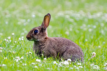 photo of black rabbit on green grass during daytime thumbnail