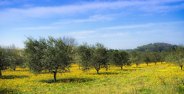 green leaf trees under blue sky during daytime thumbnail