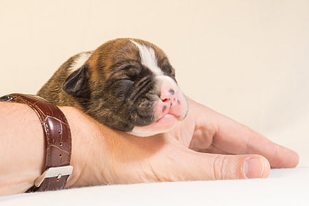 brown and white short coat puppy thumbnail