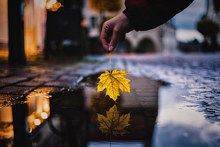 person holding maple leaf reflecting on body of water thumbnail