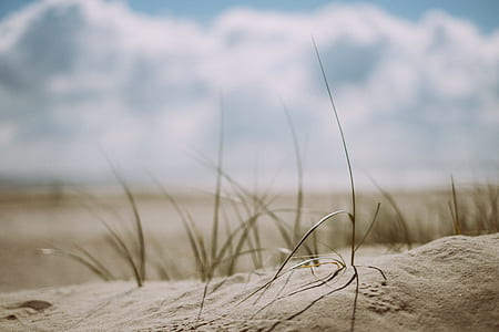 tilt-lens of green grass thumbnail