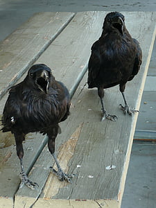 two short-beak black birds on table thumbnail