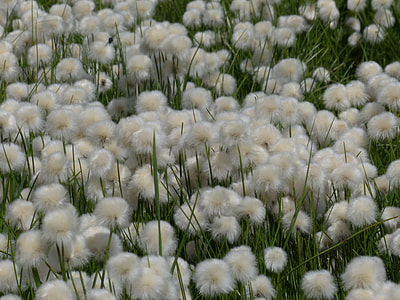 Scheuchzers Cottongrass thumbnail