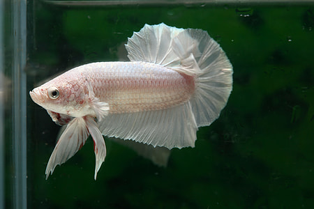 white betta fish thumbnail