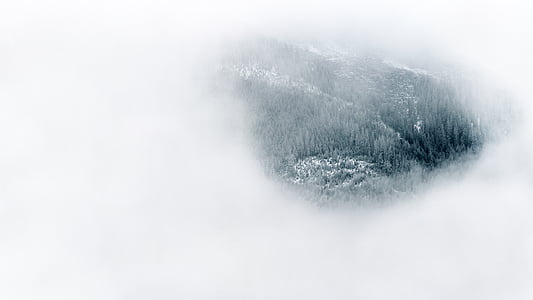 aerial photo of jungle thumbnail