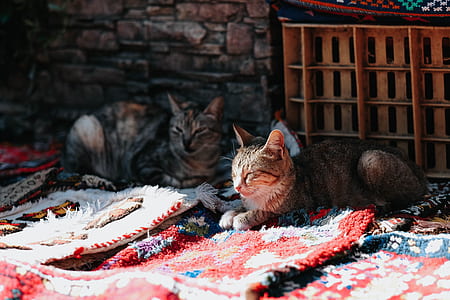 brown tabby cats thumbnail