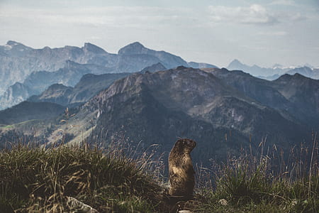 brown rodent on green grass mountain thumbnail