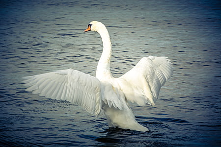 photo of swan in body of water during daytime thumbnail