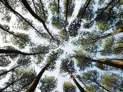 low angle photography of trees thumbnail