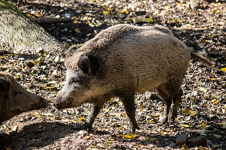 two gray wildboars on ground thumbnail