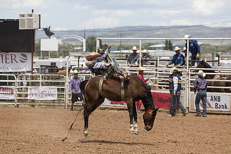 jockey riding brown horse thumbnail