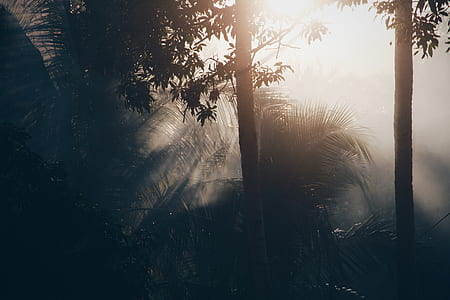 silhouette photography of trees during golden hour thumbnail